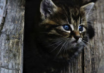В сети появилась информация о том, что в Прокопьевске из окна многоэтажки неизвестные выкинули маленького котенка