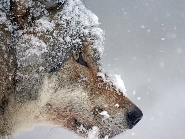 Волки загрызли 25 собак в поселке на севере Карелии