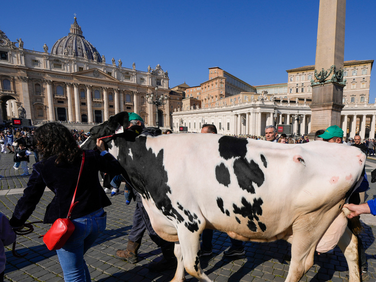 Протестующие итальянские фермеры привели корову на мессу с папой римским