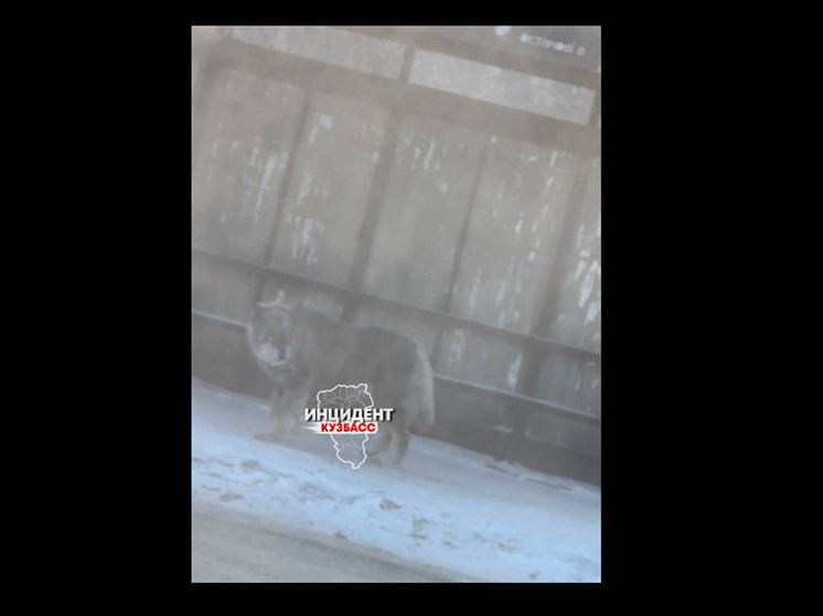 Соцсети: в центре Кемерова заметили волка