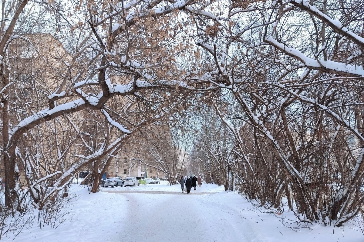 Синоптики орловский