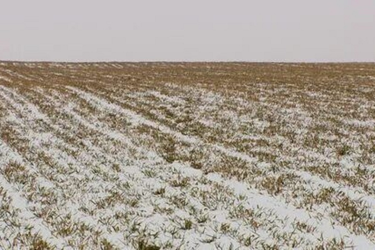 Аномальные морозы этой зимы костромские посевы озимых перенесли благополучно