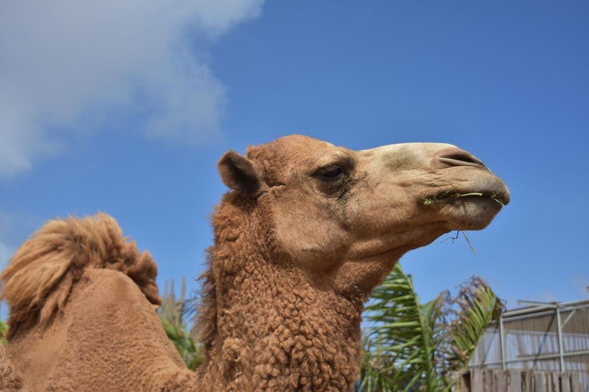 Camels were suspected of causing deaths from a deadly form of COVID-19