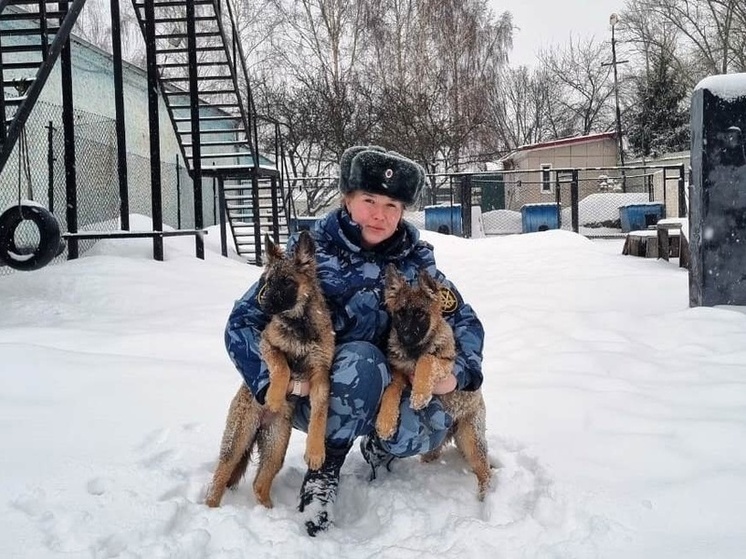 В питомник Курского УФСИН на службу прибыли две немецкие овчарки