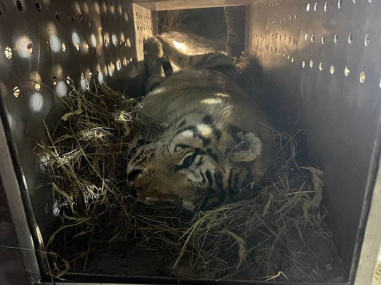 У отловленного тигра в Хабаровском крае диагностировали многочисленные травмы