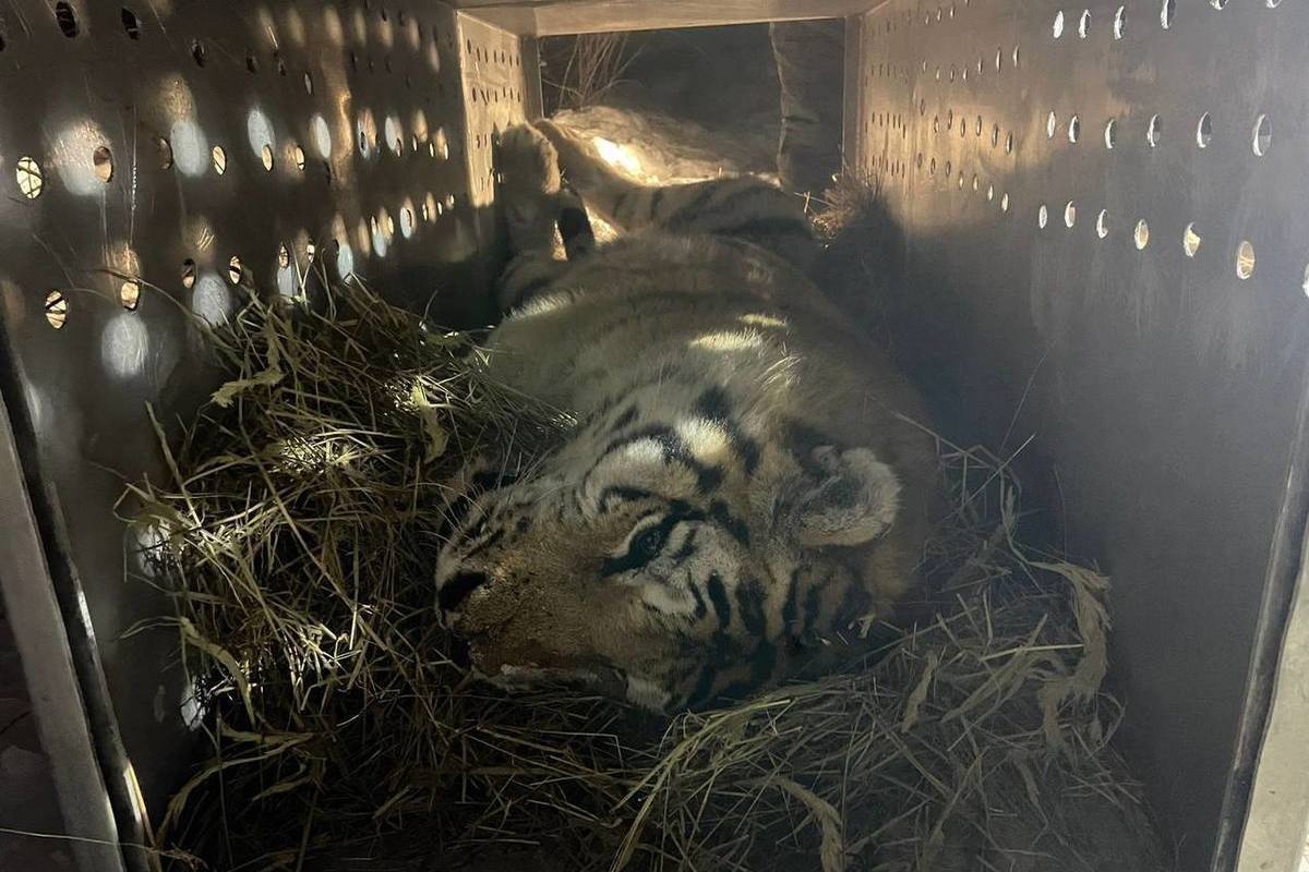 Suffered because of man: a tiger captured in the Khabarovsk Territory was found to have numerous injuries