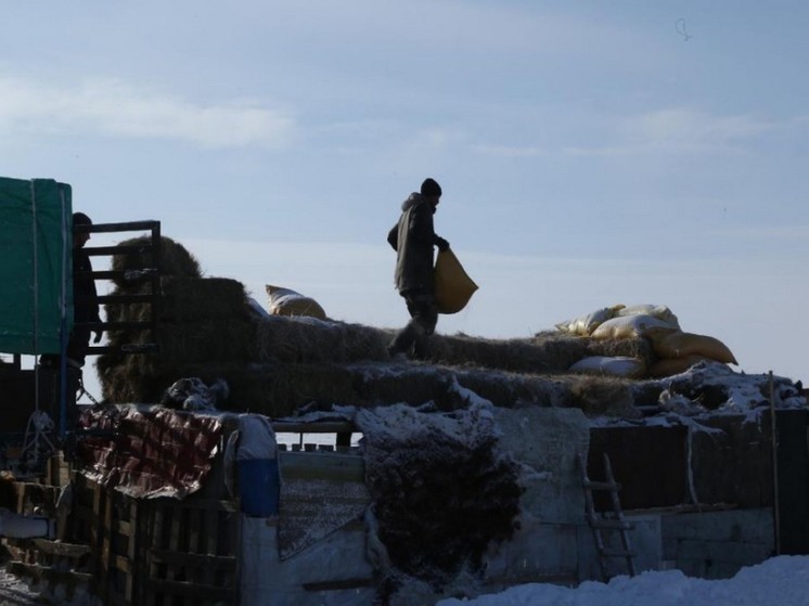 В Монголии погибло почти 670 тысяч голов домашнего скота