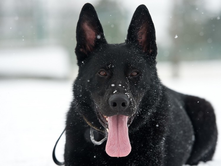 В Ленобласти алабай насмерть загрыз свою хозяйку