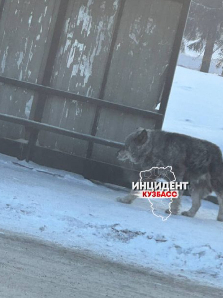 В сибирском городе заметили большого волка на остановке
