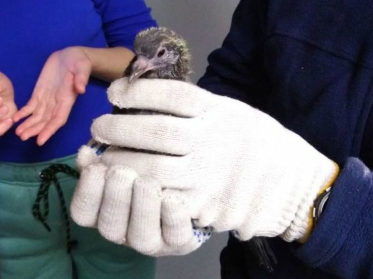 В Новокузнецке неравнодушные горожане спасли от гибели голубенка