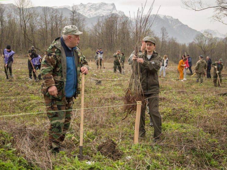 По акции «Сад памяти» в Северной Осетии в этом году высадят 50 000 саженцев