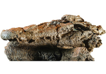 Новый вид доисторического крокодила питался ящерами
