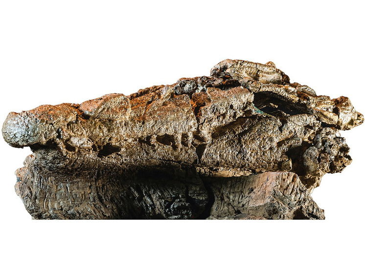 Новый вид доисторического крокодила питался ящерами