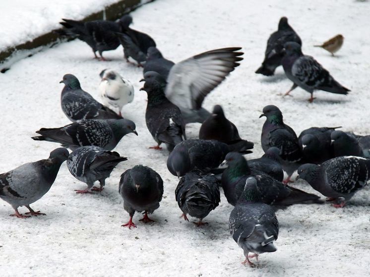 Жители Чеховского округа сообщили: им на головы падают трупы голубей