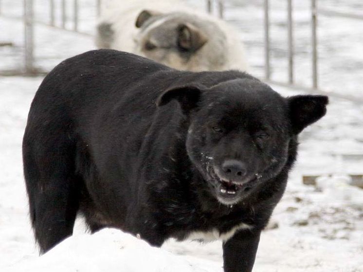 Свора бродячих собак искусала парня в Одинцово
