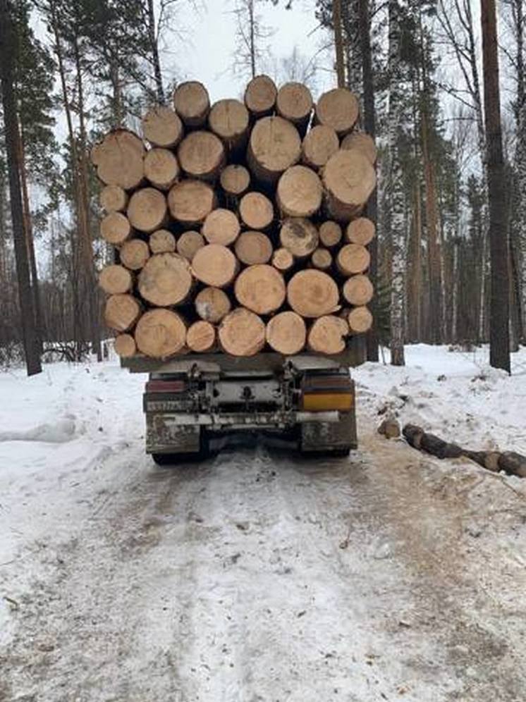 Семья красноярских депутатов осуждена за незаконную рубку леса