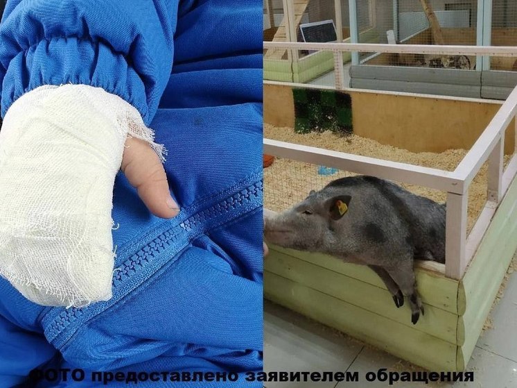 В Томске контактному зоопарку с кусачей свинкой выдали предостережение