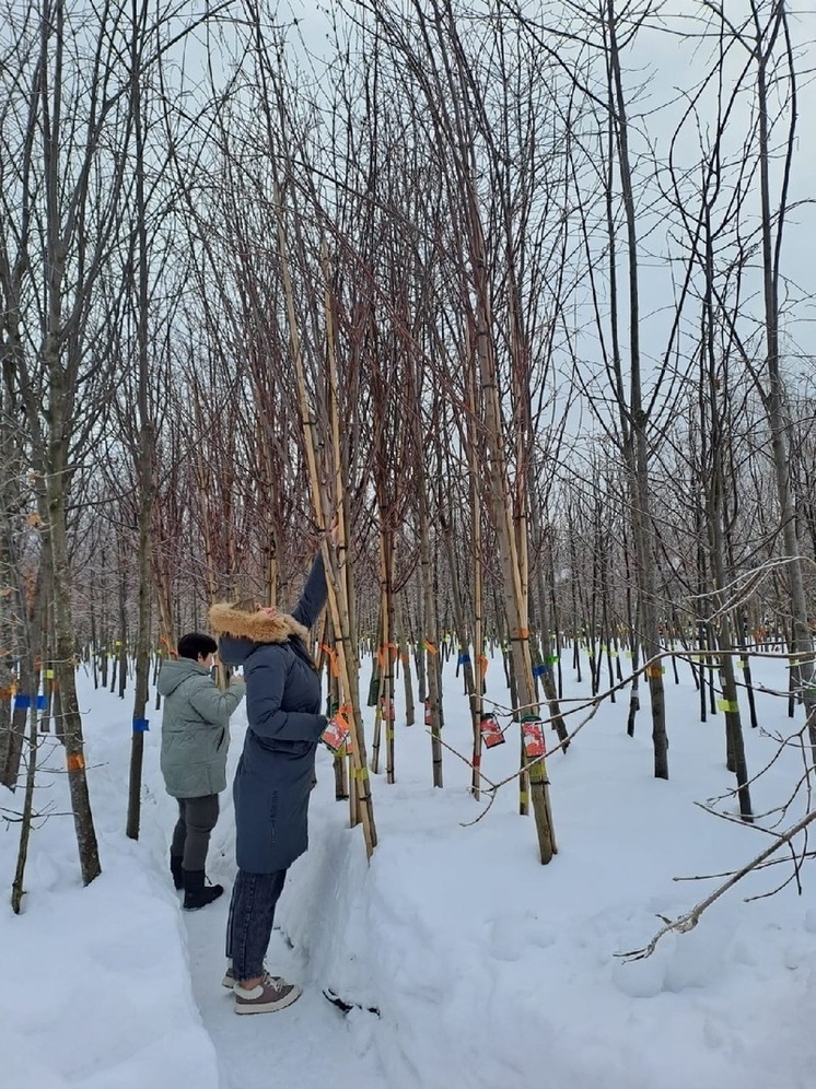Весной на улицах Воронежа высадят 130 деревьев