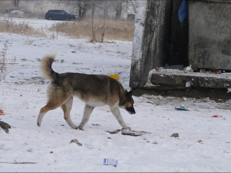 Проект закона об эвтаназии бродячих собак в Забайкалье вернули к первому чтению