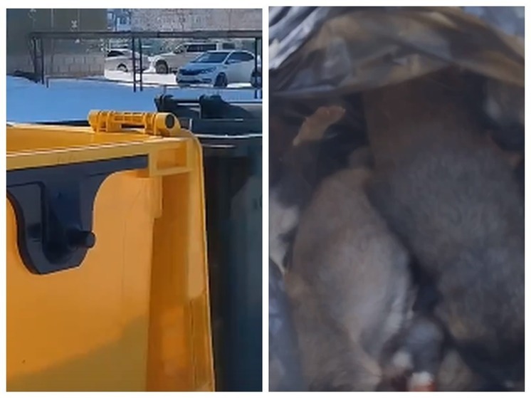 Завязанный пакет со щенками нашли в мусорном баке под Омском