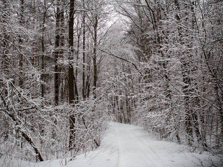 Мокрый снег и температуру около 0° обещают в четверг в Подмосковье