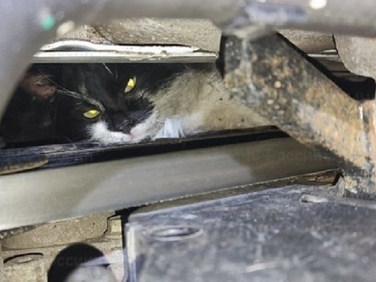 В Орле под мотором авто застряла кошка