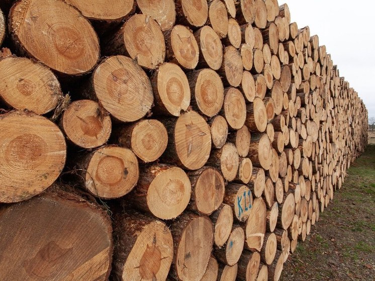 За год на Алтае пресекли незаконный вывоз лесоматериалов на 40 млн рублей