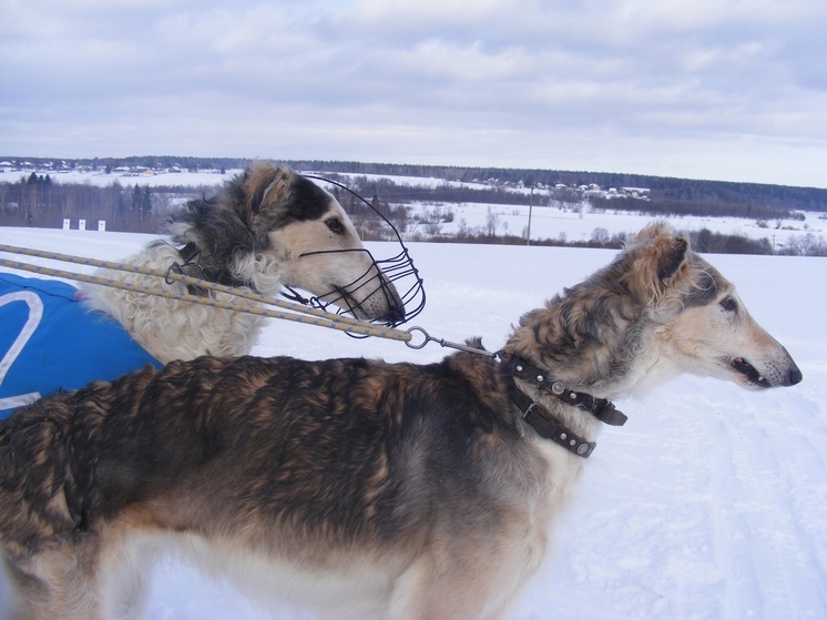 Выставка охотничьих собак пройдёт в деревне Ерофейка Вологодского округа