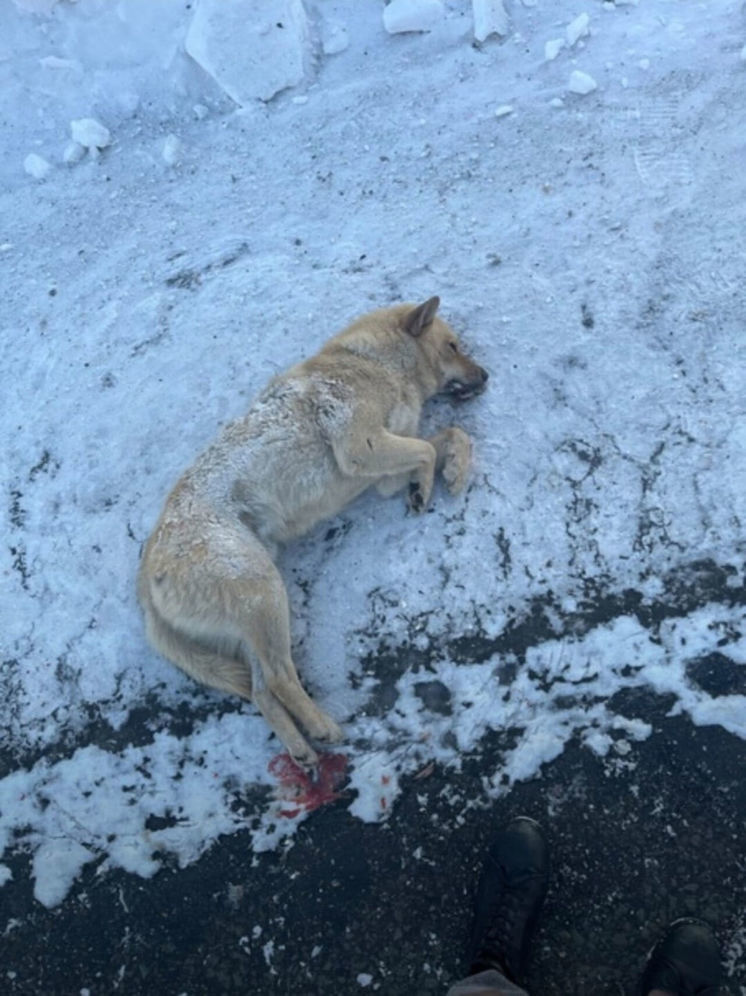 Кузбассккие студенты спасли умирающую на обочине дороги собаку