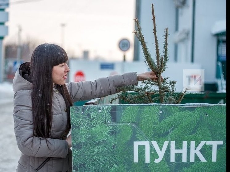 Более 2 тысяч хвойных собрали в Казани на акции «Елки-палки»