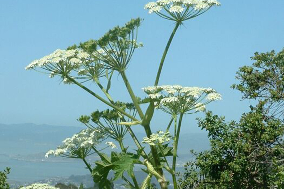 The State Duma approved a plan for the war against hogweed: Russians will be forced to fight weeds