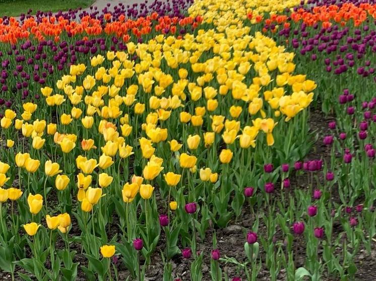 В Тамбове разобьют 115 цветников этой весной