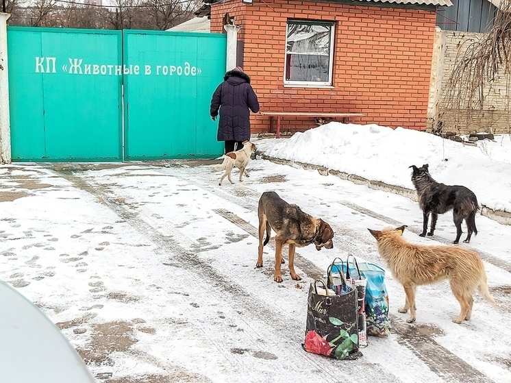 Кулемзин рассказал о решении проблемы бездомных собак в Донецке