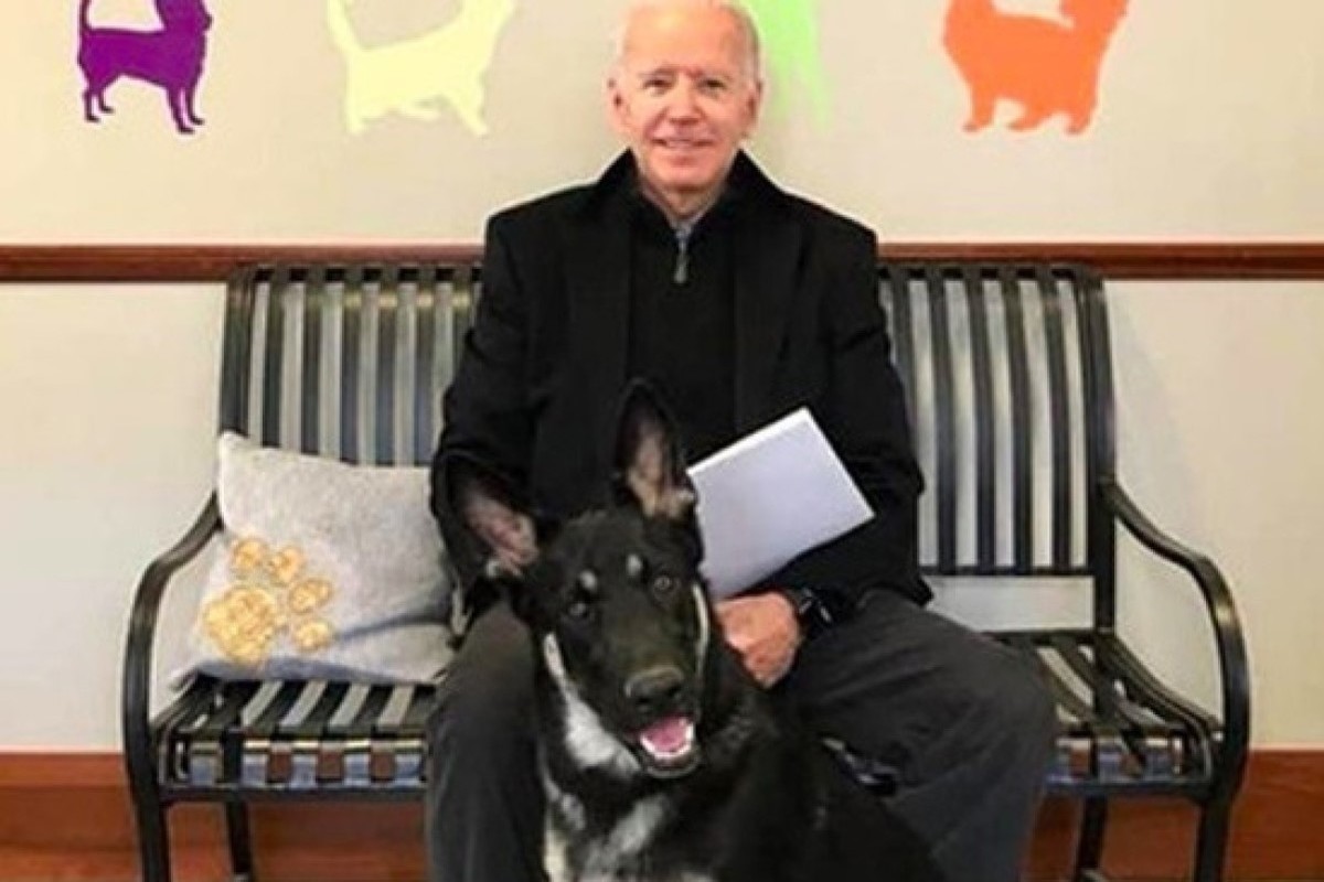 Biden's dog has bitten Secret Service agents dozens of times