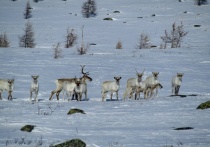 Сотрудники Алтайского заповедника завершили работы по патрулированию территории, учету животных и обследованию зимних мест их обитания. Впервые за последние десятилетия им удалось встретить стадо из 72 северных оленей. 
