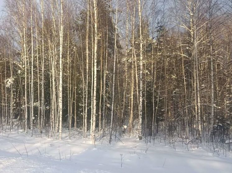 Морозы вернутся в Подмосковье уже на следующей неделе