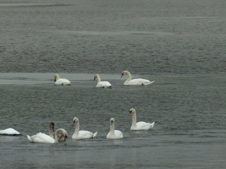 Стаю из 250 зимующий лебедей заметили в Сосновом Бору