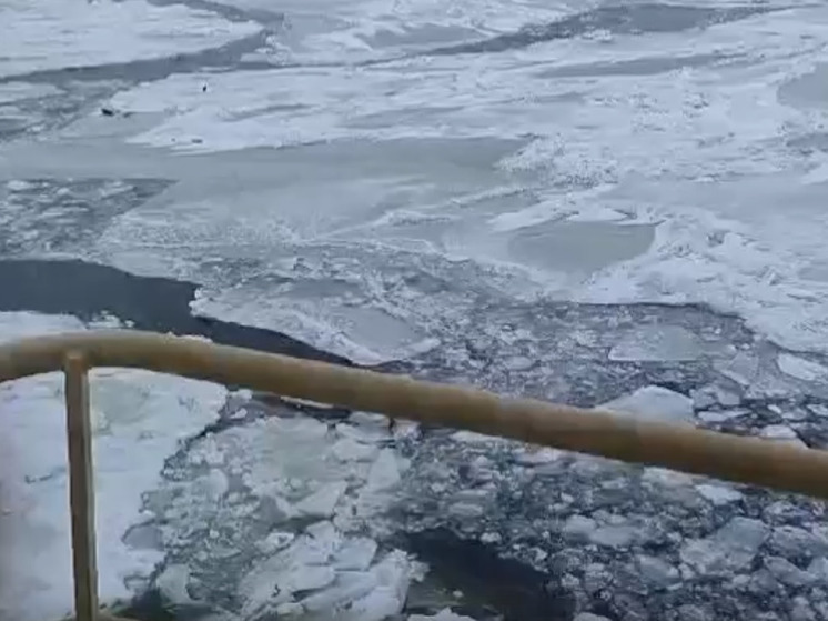 На Финском заливе начался сезон рождения тюленей