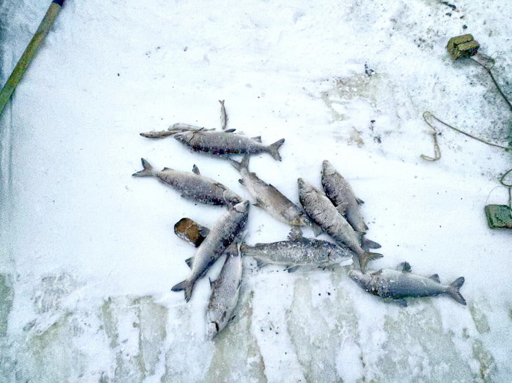 ФСБ: браконьер в Мысе Каменном выловил муксуна на 900 тысяч