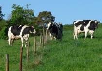 В Англии женщина выжила после того, как её растоптало стадо коров