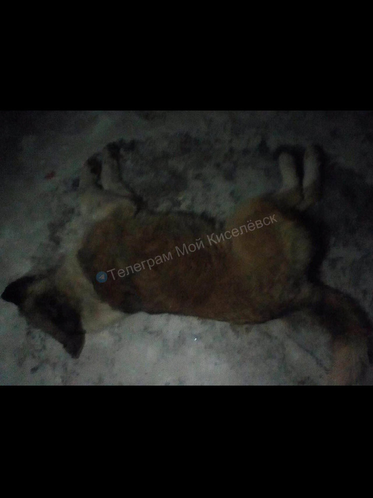 Жители Киселевска жалуются на массовую травлю собак