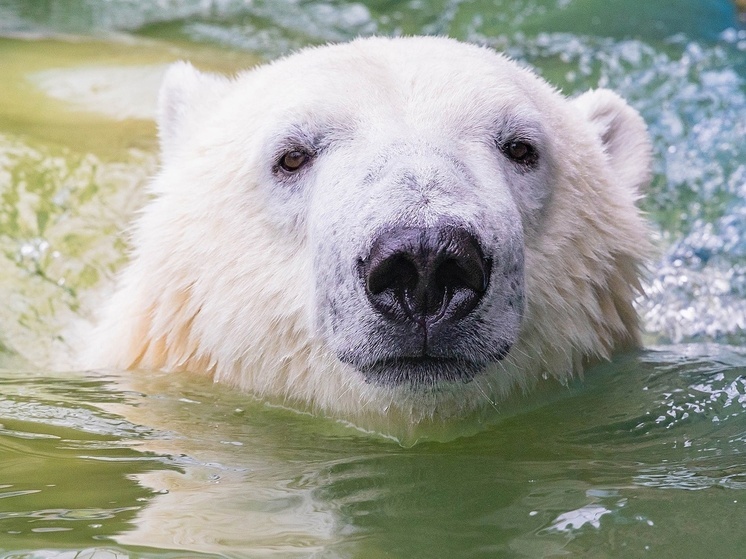 Опубликованы фото самых брутальных животных зоопарка Красноярска