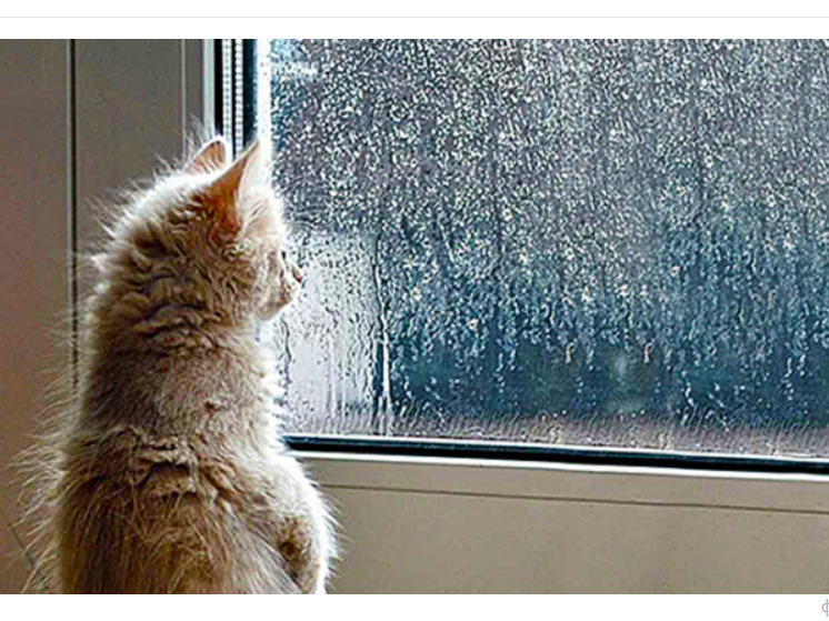 Карелия встретит День защитника Отечества мокрым снегом и дождем