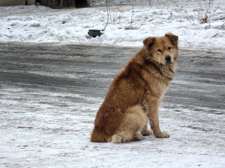 Глава СК РФ запросил доклад по уголовному делу о нападении собак на мужчину в Хабаровске