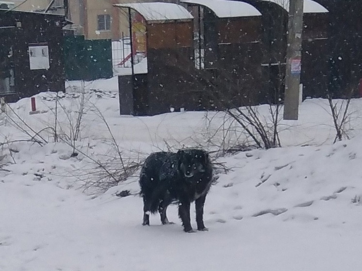 Черная собака ждет свою погибшую подругу Машку на улице Воронежа