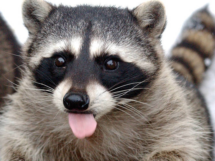 Енот набросился на школьницу в московском кафе