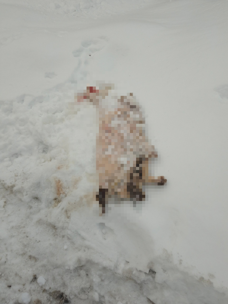 Страшную шкуру зверя нашли в Петрозаводске