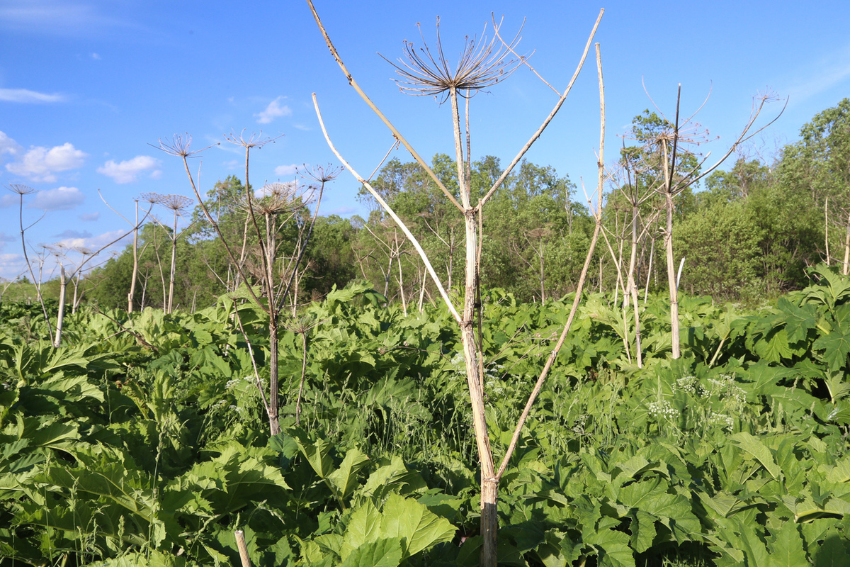 Hogweed as a “bioweapon”: what to do and who is to blame