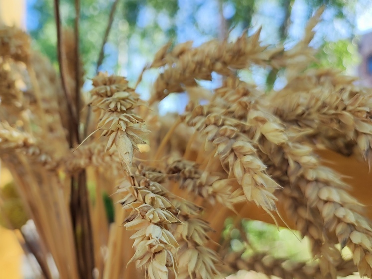 Калининград в этом году планирует поставить за границу более полумиллиона тонн зерна
