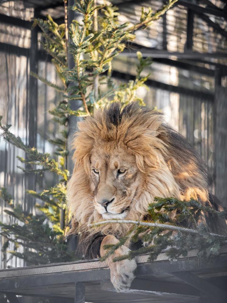 Первый лев на Сахалине отмечает 15-летие